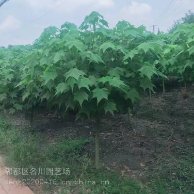 成都木芙蓉批发 木芙蓉价格 成都木芙蓉基地直销 成都芙蓉花价格 郫县木芙蓉供应基地