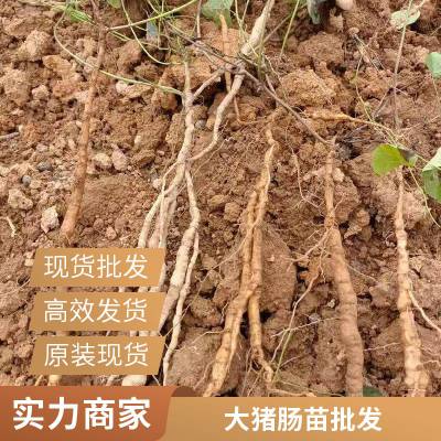种植什么药材省工省时效益又高 种植粉防已致富卉小康