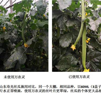 农用微肥木醋液生厂基地 诚信经营 江西金糠新材料生产基地供应