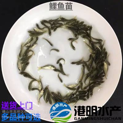 活体供应江苏禾花鲤鱼苗 空运陆运鲤鱼苗 货源品质好 运输有保障