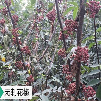 大红袍花椒苗批发 0.5公分花椒苗价格 花椒苗出售基地