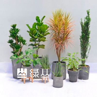 武汉植物租摆（租赁），武汉植物盆栽，绿植花卉，绿丛园林，租植物