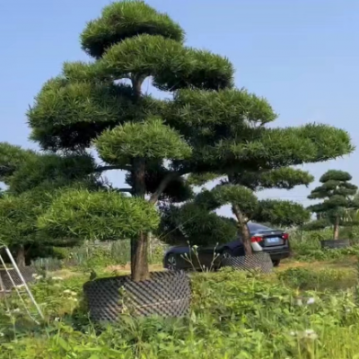 上海大型罗汉松艺术盆景价格 深圳市宝安区罗汉松园供应