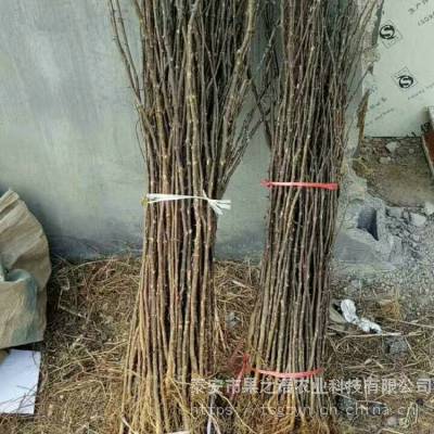 十里香花椒树苗批发、十里香花椒树苗哪里的正宗