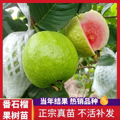 ƷѺ챦ʯϰ޽ļĺķʯ統
