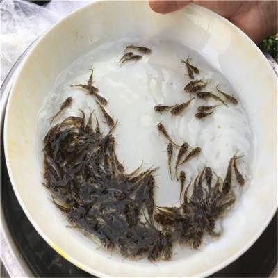 淡水鱼基地养殖 黄颡鱼苗 长速好易活 优良品种纯氧包装 天贵