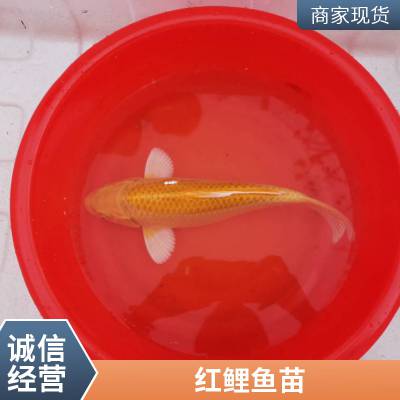 锦鲤鱼苗 优质好苗 存活*** 生长迅速 产量好 包品质