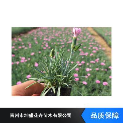 企业耐寒宿根花卉_山西十一花卉基地_二月兰盆苗