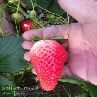 华艳草莓苗种植基地 草莓苗厂家批发 帅阳苗木基地生长习性