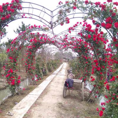 供应造型月季球柱状月季花景区园林公园花海打造工程苗