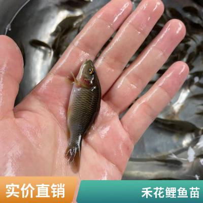 出肉***鲤鱼苗全国发货 港发水产种苗 禾花鲤3-5公分苗 包邮包量