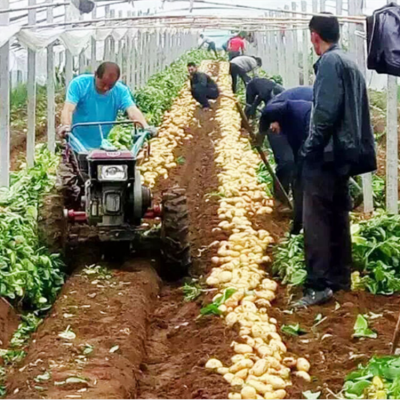 四轮带土豆收获机 不破皮地瓜收获机 多功能薯类收获机