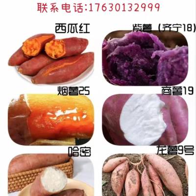 豫薯868 西瓜红红薯苗 脱毒红薯苗助力高产 红苏8