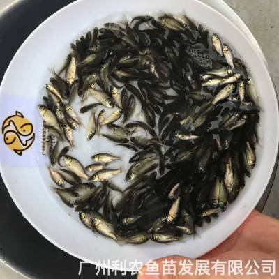 п5綫***ֳ
