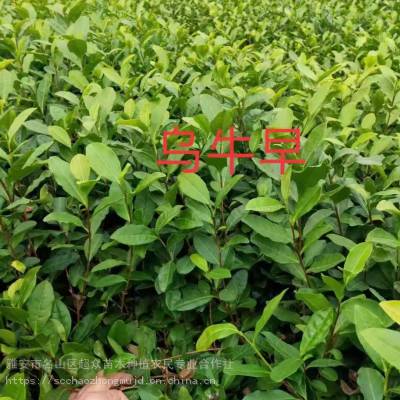 供应西藏林芝茶苗、墨脱茶树苗、察隅茶苗、波密茶叶苗