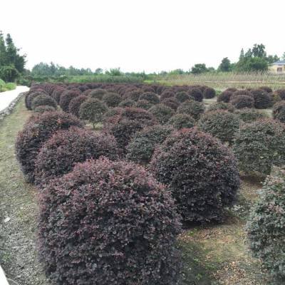 ɶƷľڷ60-150ͼ۹Ӧ