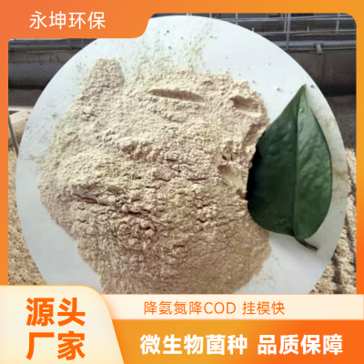 污水处理菌种生产厂家 厌氧COD降解菌剂 水质净化响应迅速