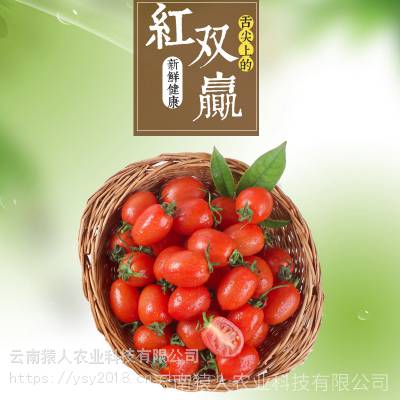 云南特产高原食材 各种蔬菜小番茄 三月瓜 蚕豆均可以代收