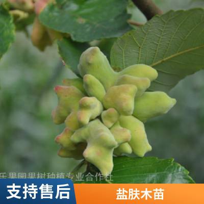 中药材种植哪种简单 成本又低 就种盐肤木 盐肤木上下都是中药材