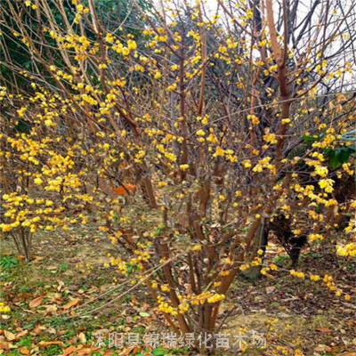 冠1米2米丛生腊梅花 庭院风景树 观赏性强 锦瑞绿化种植基地
