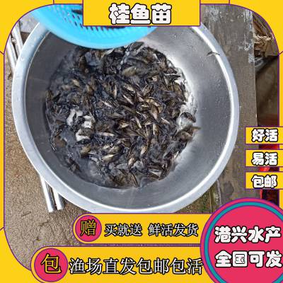 抚顺桂花鱼苗批发定苗热线 供应出售翘嘴鳜鱼苗_鲈鱼苗一条价格