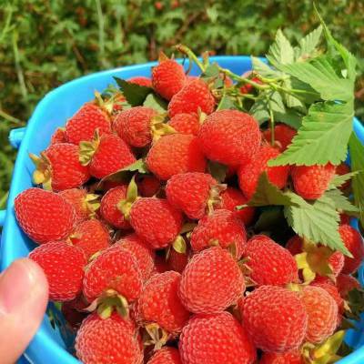 基地批发红树莓种苗 南北方种植红树莓 易成活果树红树莓苗 可入药的红树莓 南方***品种红树莓 不用搭架不会倒