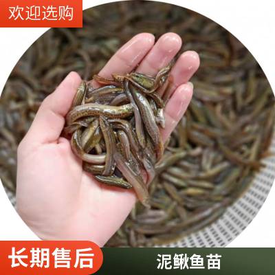 批发优质泥鳅苗 港发水产 生长快 适应环境 提供专业养殖技术