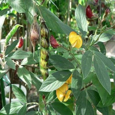 木豆叶提取物 木豆叶速溶粉 木豆叶浸膏粉