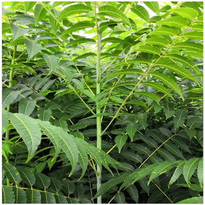 45***高50cm以上高山红香椿苗,1-2米恩施香椿苗,利川香椿芽***湖北