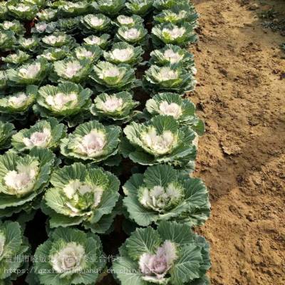 山东绿化草花批发节日草花价格