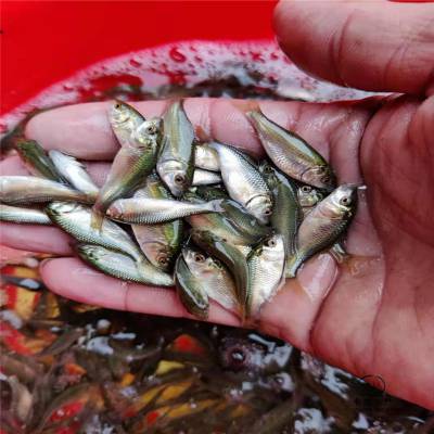 高密度养殖鲤鱼苗混养鲤鱼苗健康裸鲤鱼苗