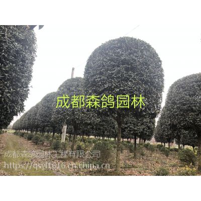 成都桂花统一标准货，13公分八月桂工程苗,高杆基地