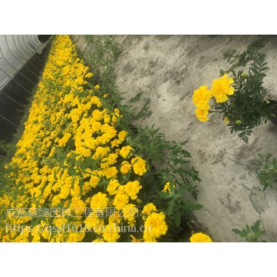 孔雀草种植基地成都 杯苗孔雀草花卉价格 公分高橙色鲜花 成都森鸽园林工程有限公司