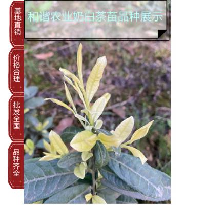 四川黄金芽茶苗质量好 黄金叶 奶白茶树苗根系发达