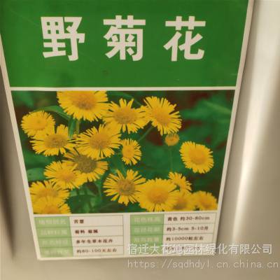 优质新菊花种子 野菊花种子 发芽*** 价格便宜 ***