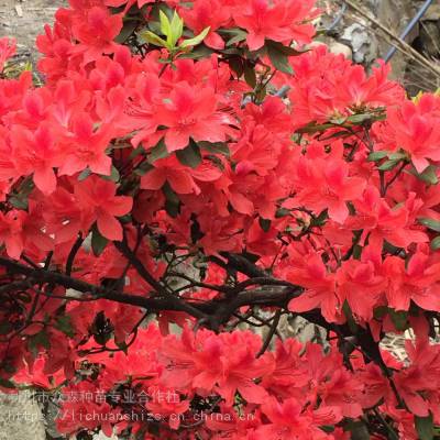 供应映山红，杜鹃花树，高山杜鹃，利川杜鹃花树，众森映山红