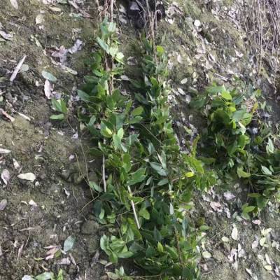 湖北孝感黄冈常春油麻藤杯苗种植百万株露天