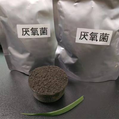 固体好氧菌种污水处理菌种用量用法 免费提供样品使用