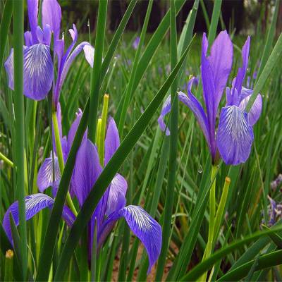 【基地***】药材植物马兰花 宿世情人花 充足 量大优惠