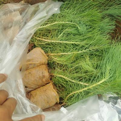 云南松苗木基地批发云南松种苗荒山育林苗木造林苗云南松