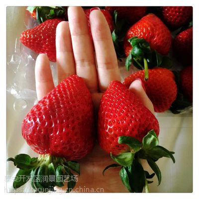 <b>草莓</b><b>苗</b>多少钱一棵 哪里有<b>草莓</b><b>苗</b>出售 <b>草莓</b><b>苗</b>基地批发
