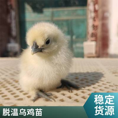 鑫天宏 抗病耐寒繁殖力强改良育肥鸡苗 孵化场养殖竹丝乌鸡供应