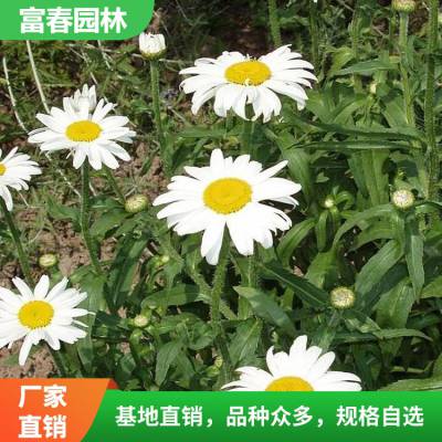 大滨菊 景区园林绿化工程苗 花坛花镜花带镶边造景植物