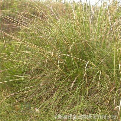 �������������Ż� �ļ�����ܸܸ�������̻���ѿ***�����������ٶȿ�