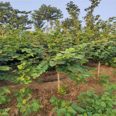 山東綠化基地***叢生紫荊樹 1米高叢生紫荊易成活