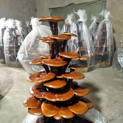 灵芝盆景礼品观赏灵芝盆景厂家 山东灵芝 观赏性灵芝摆件批发 灵芝盆景种植技术