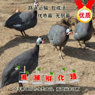 鼦ݲʷＦ߲ɽֱɻ