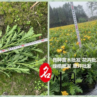 成都木春菊批发基地,郫县木春菊供应