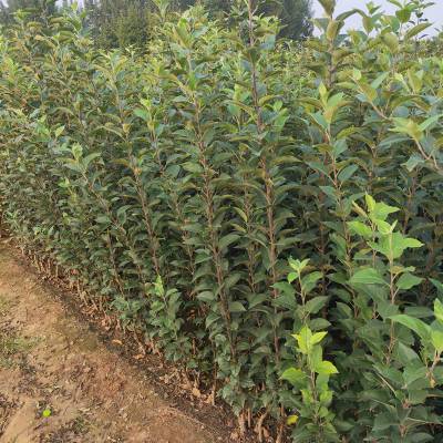 美国蛇果苹果苗批发m26矮化占苹果苗哪里能买到