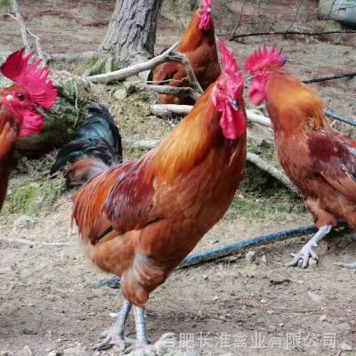 原种鸡场供应正宗快羽型淮南王土鸡种苗139-650-77015